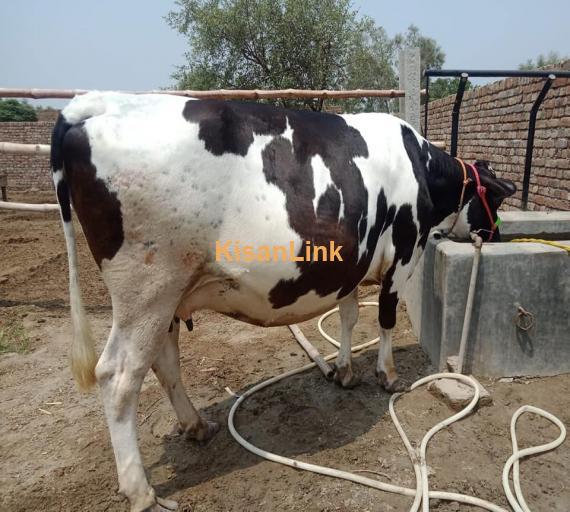 Cow For Sale