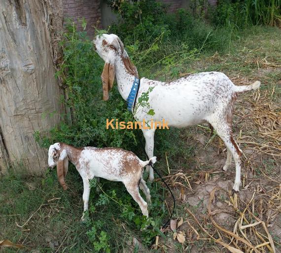Goat For Sale