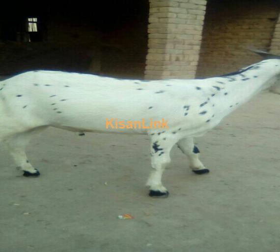Goat For Sale