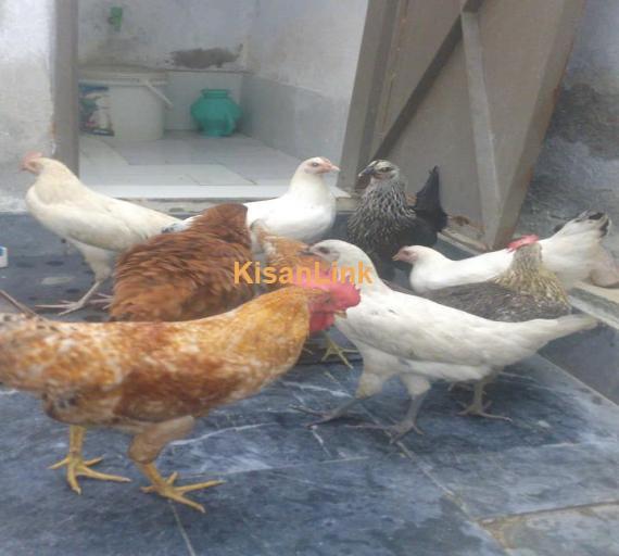 Desi Hens For Sale