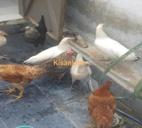 Desi Hens For Sale