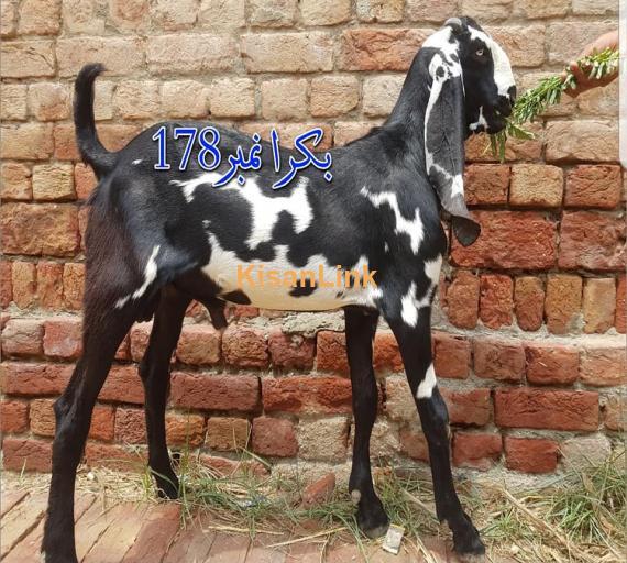 Goat For Sale