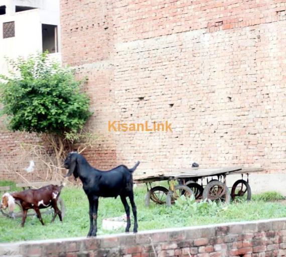 Goat For Sale