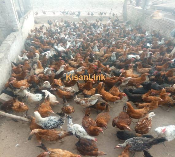 Hens For Sale