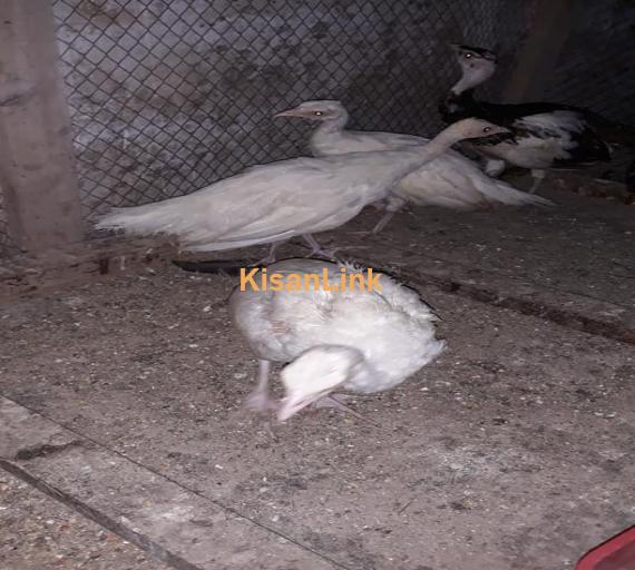 Peacocks For Sale