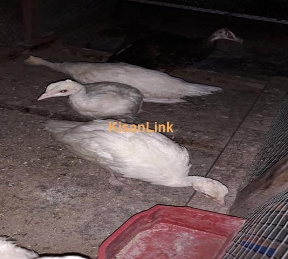 Peacocks For Sale