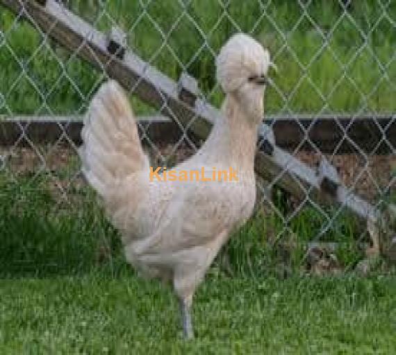 Hens For Sale
