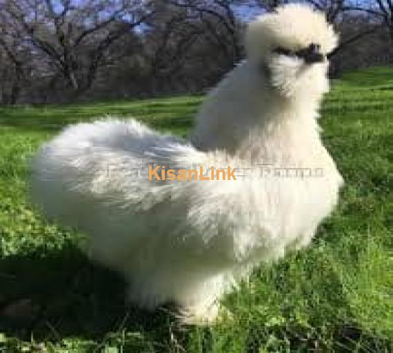 Hens For Sale
