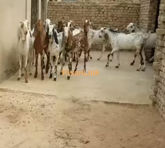 Goat For Sale