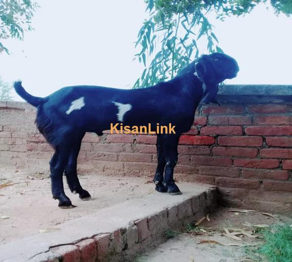 Goat For Sale
