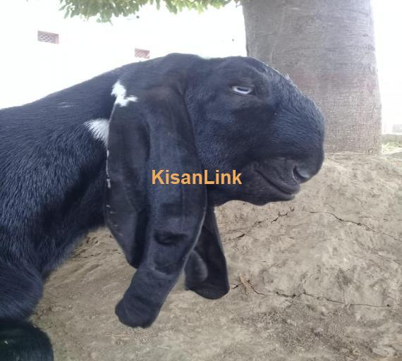 Goat For Sale
