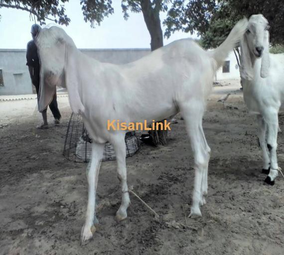 Goat For Sale
