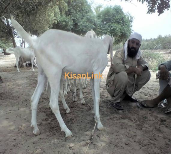 Goat For Sale