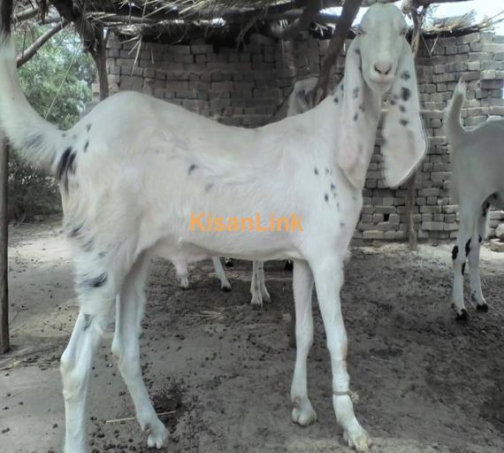 Goat For Sale