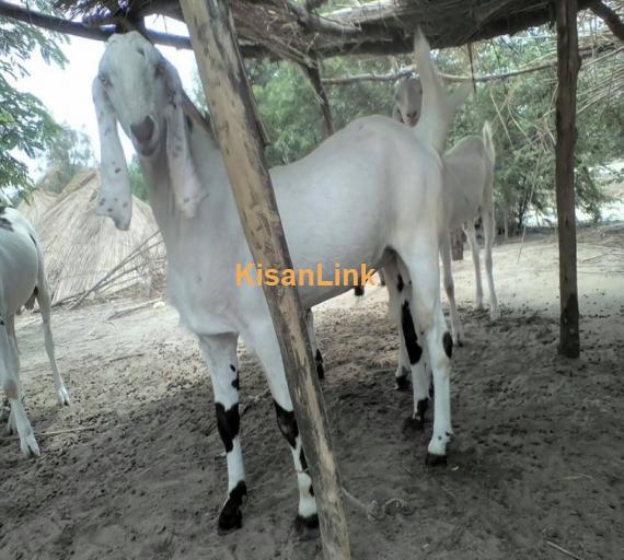 Goat For Sale