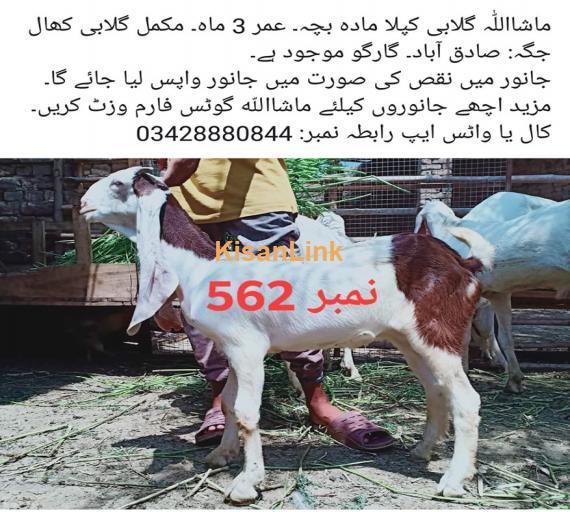 Goat For Sale