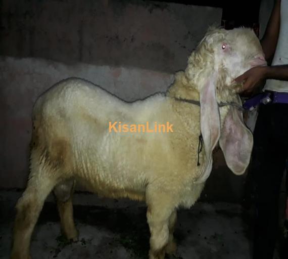Sheep For Sale