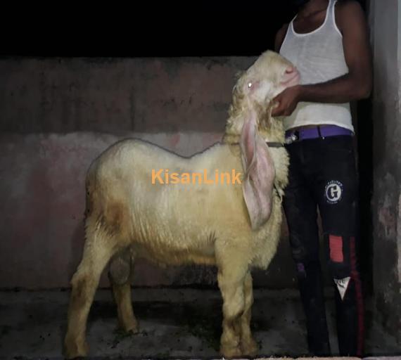 Sheep For Sale