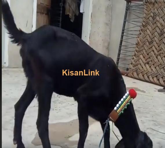 Goat For Sale