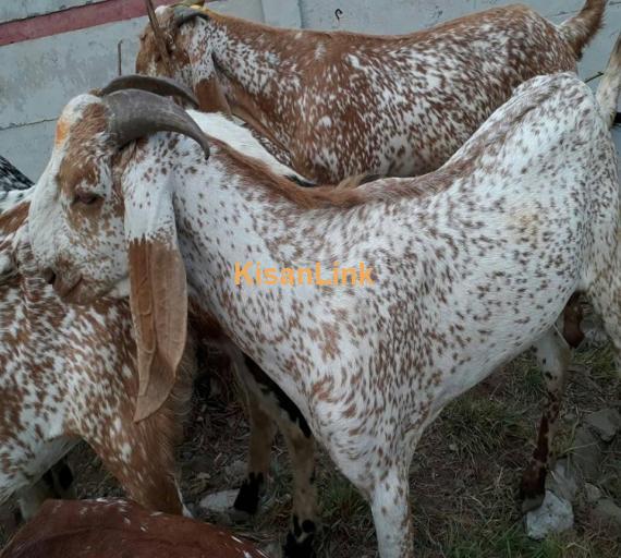 Goat For Sale