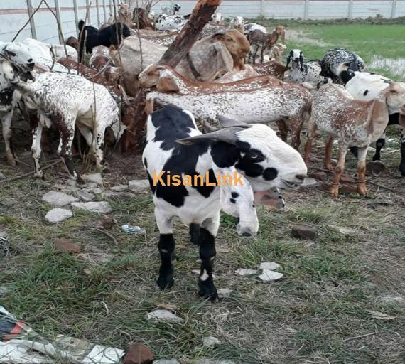 Goat For Sale