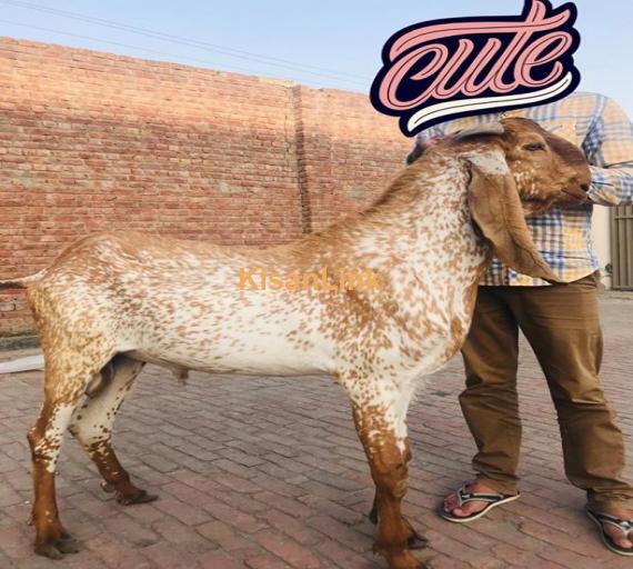 Goat For Sale