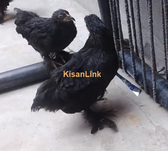 Aseel For Sale