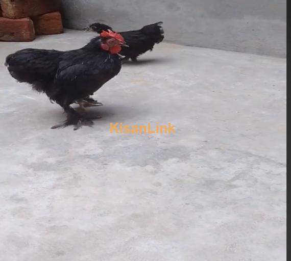 Aseel For Sale