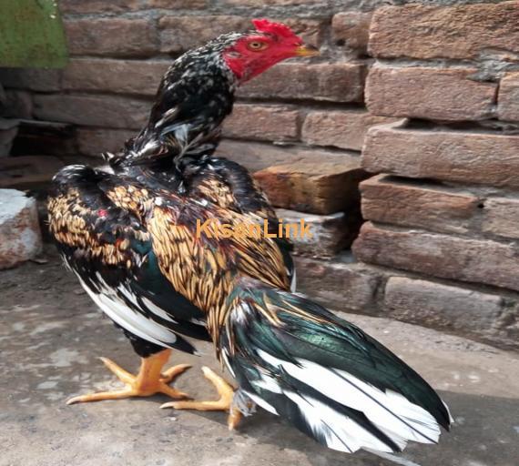 Aseel For Sale