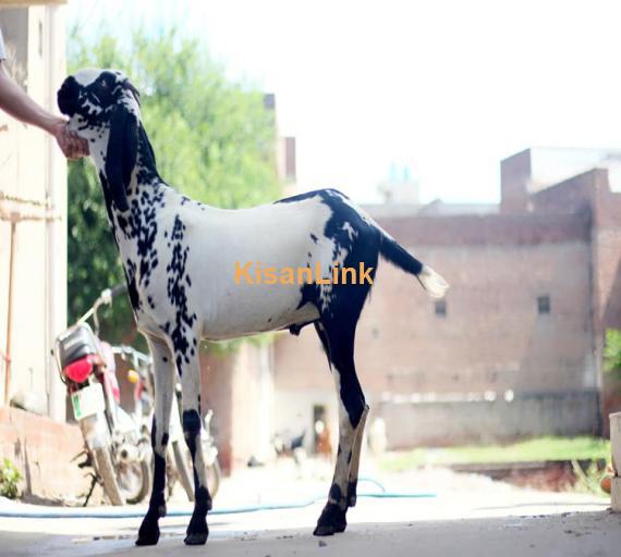 Goat For Sale
