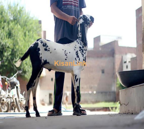 Goat For Sale