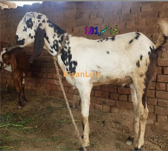 Goat For Sale