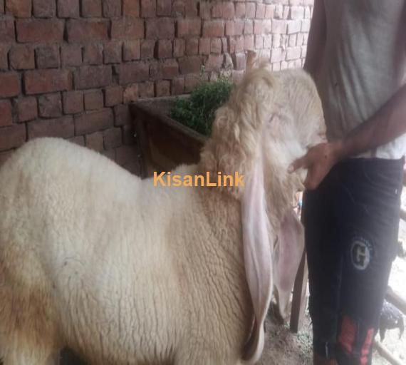Sheep For Sale