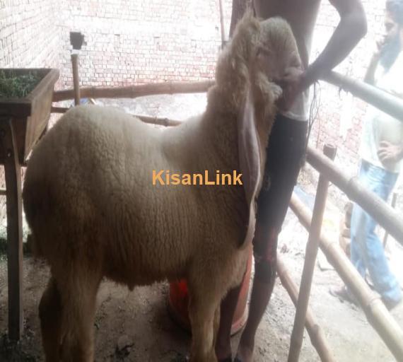 Sheep For Sale
