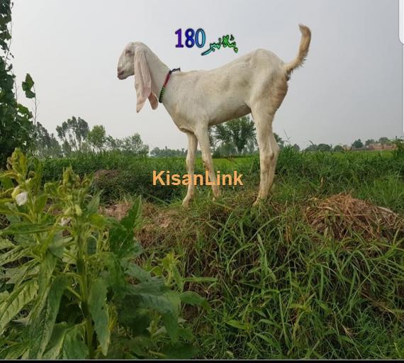Goat For Sale