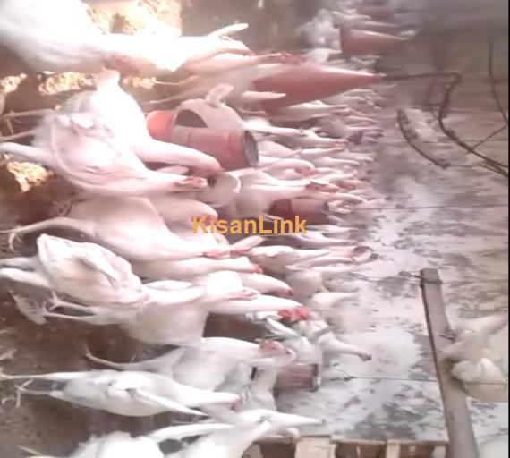 Hens For Sale