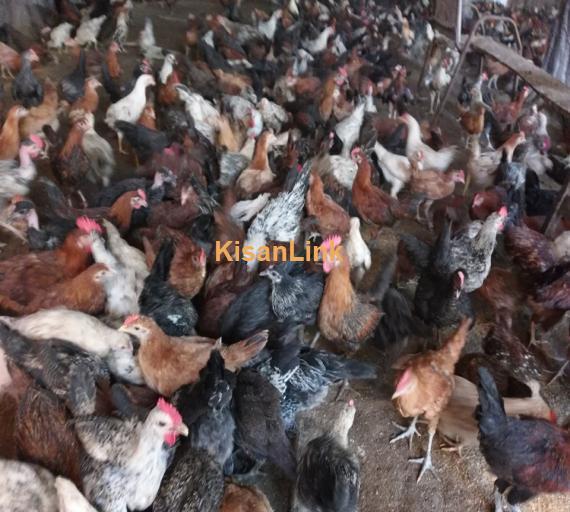 Hens For Sale