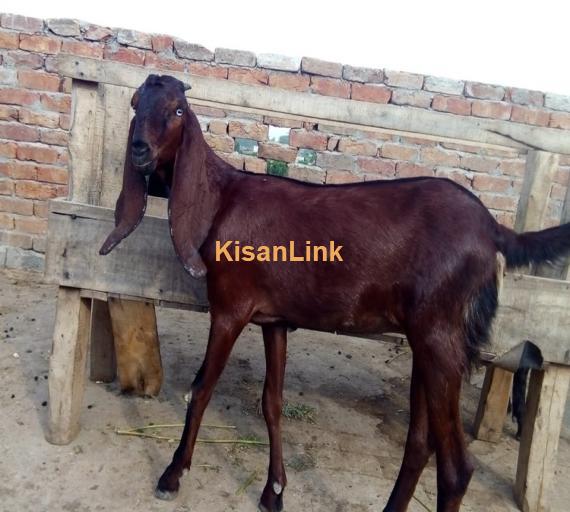 Goat For Sale