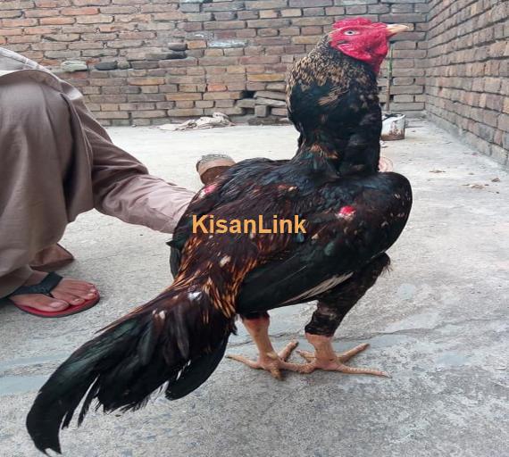 Aseel For Sale