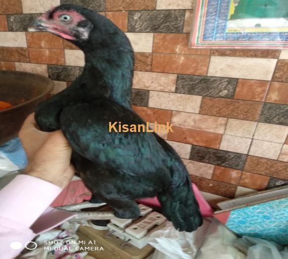 Aseel For Sale