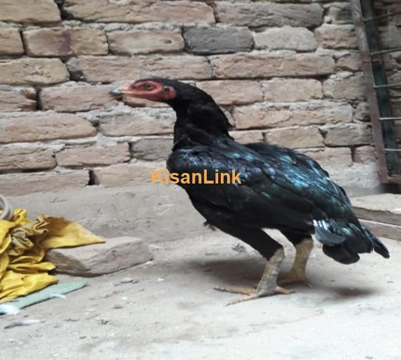 Aseel For Sale