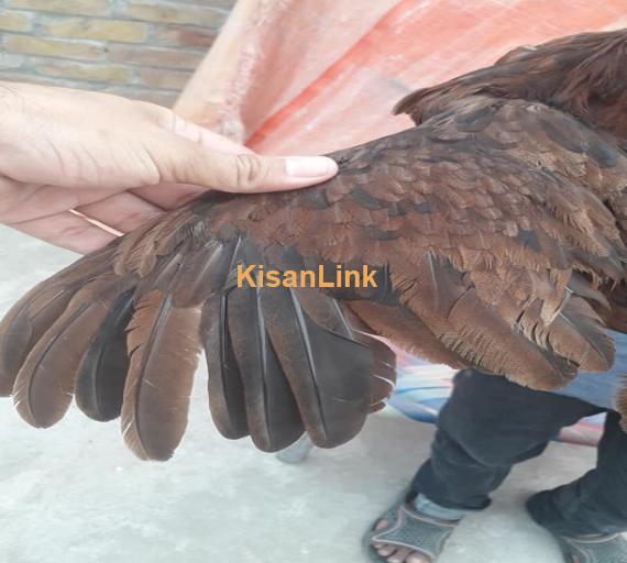 Aseel For Sale