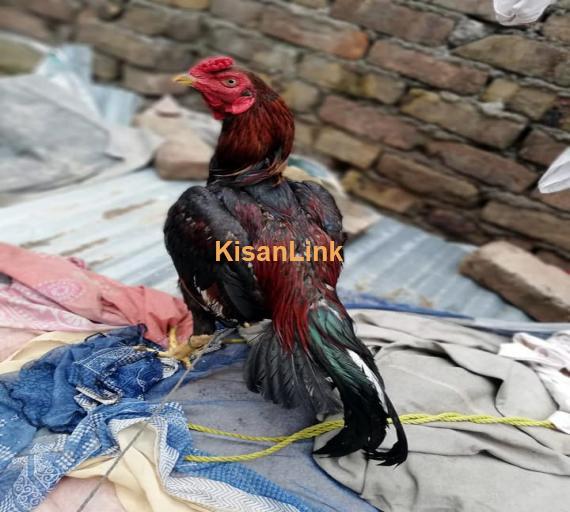 Aseel For Sale