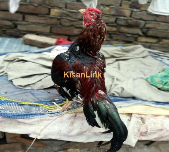 Aseel For Sale
