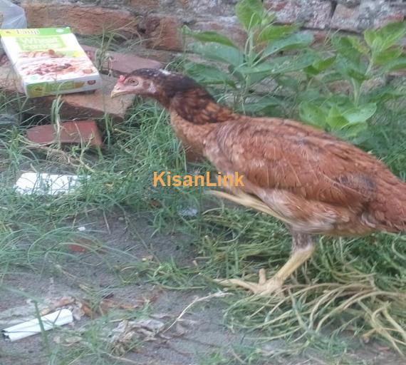 Aseel For Sale