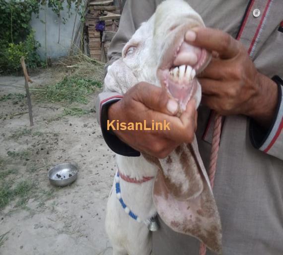 Goat For Sale