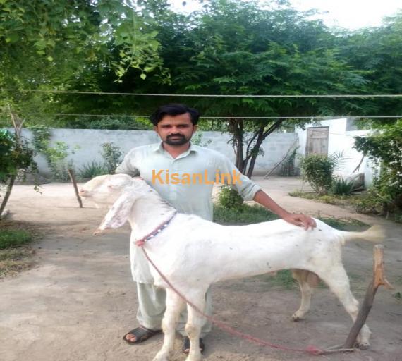 Goat For Sale