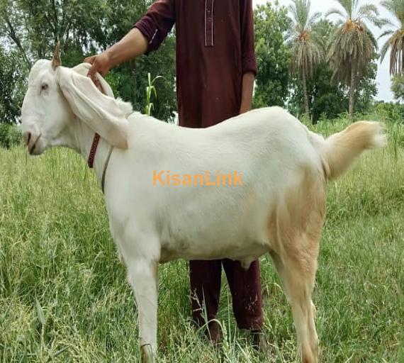 Goat For Sale