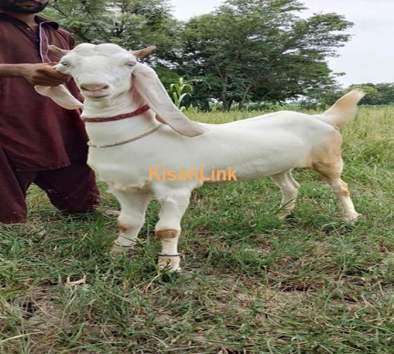 Goat For Sale