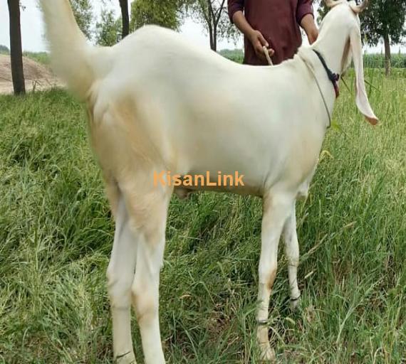 Goat For Sale